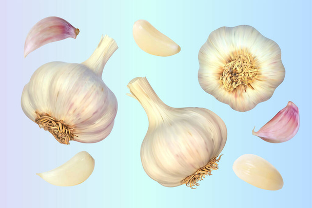 Three garlic. Isolated vector illustration - Wektor, obraz