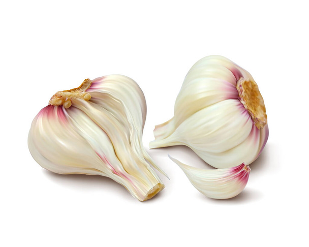Head of garlic. Isolated vector illustration - Vector, Image