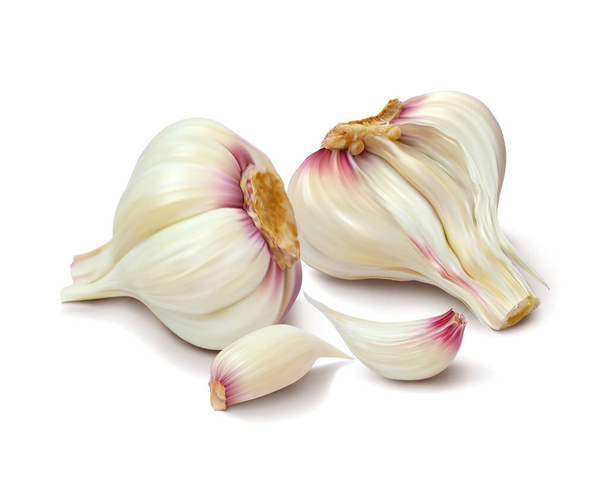 Two garlic. Isolated vector illustration - Vetor, Imagem