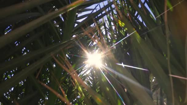 Listy palem se slunečními paprsky prosvítajícími v tropické zahradě na Kanárských ostrovech - Záběry, video