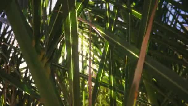 Palmunlehtien auringonsäteet loistavat läpi trooppisessa puutarhassa Kanariansaarilla - Materiaali, video