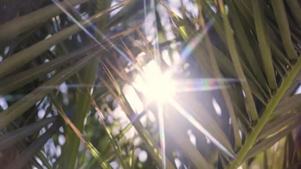 Palmunlehtien auringonsäteet loistavat läpi trooppisessa puutarhassa Kanariansaarilla - Materiaali, video