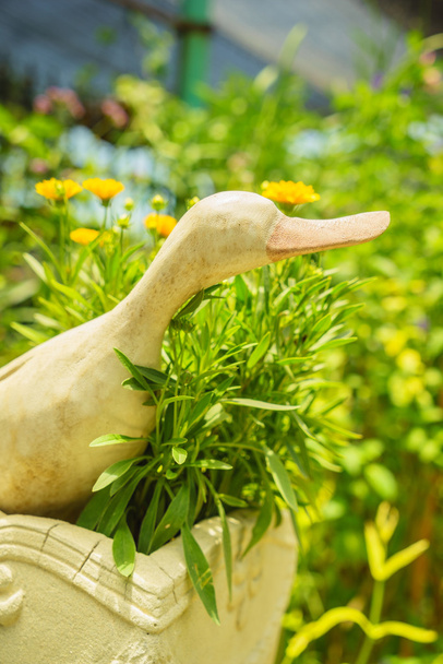 Pato ornamental
 - Foto, imagen