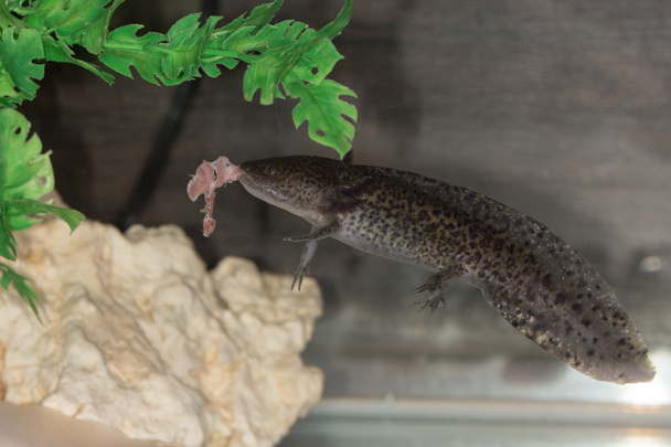 axolotl mangia carne
 - Foto, immagini