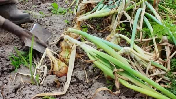 Las agricultoras ponen cebollas en una caja en el campo. Agricultor cosechando productos orgánicos en el huerto. Cosecha de cebollas en verano - Metraje, vídeo