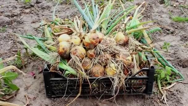 The onion crop lies in a box on an agricultural field. Farmer harvesting organic produce in the vegetable garden. Onions harvest in summer - Footage, Video