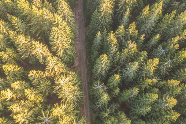 Aerial view on a road surrounded by coniferous trees - Photo, Image