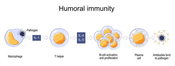 Імунна реакція. гуморальний імунітет. Імунітет, орієнтований на тіло. активація макрофагів, B-клітин і клітин плазми. Антитіла зв'язуються з патогеном. Векторний плакат для освіти
 - Вектор, зображення