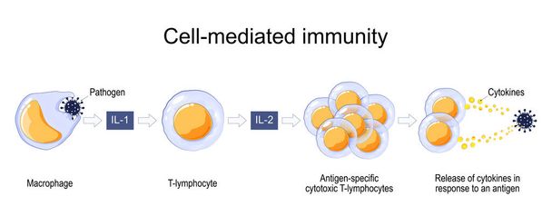 Risposta immunitaria. Immunità cellulo-mediata. attivazione di fagociti, linfociti T citotossici specifici all'antigene e rilascio di citochine in risposta a un antigene. Manifesto vettoriale per educatio - Vettoriali, immagini