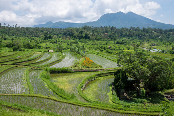 A natural view of the rice fields and greenery in Bali, Indonesia - 写真・画像
