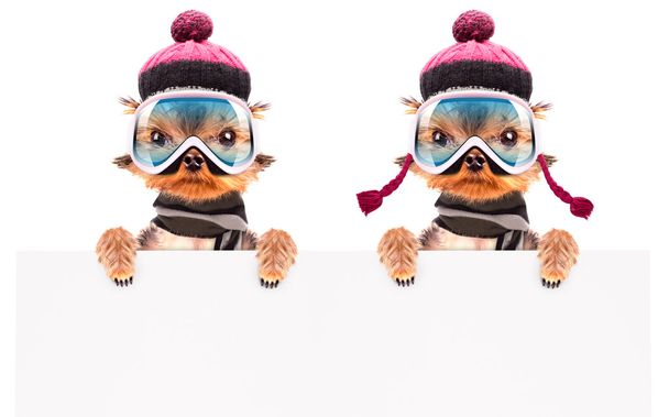 afiş kayakçı köpek kostümü - Fotoğraf, Görsel