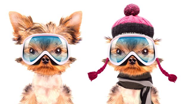 dog  dressed as skier - Foto, Bild