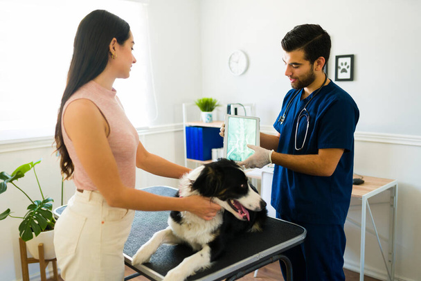 Professzionális állatorvos mutatja a röntgen, hogy egy nő a sérült határ collie kutya egy törött csont - Fotó, kép