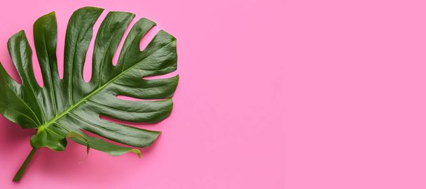Fresh tropical leaf on pink background with space for text, top view - Zdjęcie, obraz