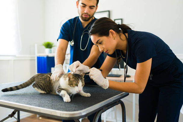 Profesionální žena veterinář dělá lékařskou prohlídku na zraněné nemocné kočky ve zvířecí nemocnici - Fotografie, Obrázek