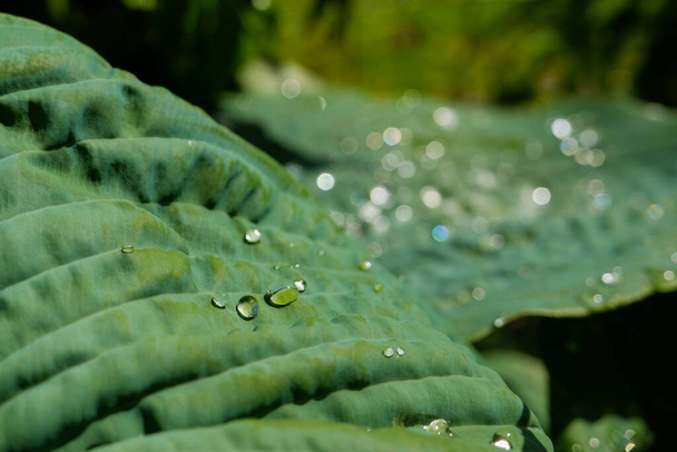 Ormanda yağmur damlası olan yeşil bir yaprak. Yaprakların üzerine su damlası. Yeşil yaprak desenli arka plan çok az desenli. Koyu yeşil desenli büyük tropikal yaprak yaprakları, soyut doğa arka planı.. - Fotoğraf, Görsel
