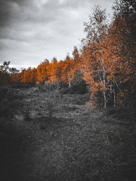 Um tiro vertical de árvores coloridas na floresta durante o outono - Foto, Imagem