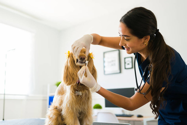Boldog női állatorvos tisztítás és fogmosás egy gyönyörű cocker spániel kutya az állatorvosi klinikán - Fotó, kép