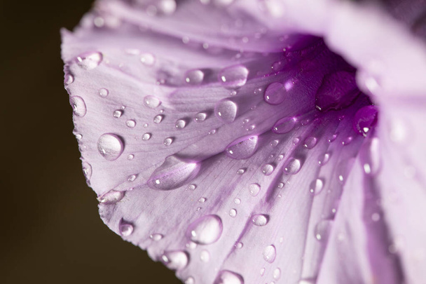 A closeup shot of a purple flower with water droplets on it with a black background - Φωτογραφία, εικόνα