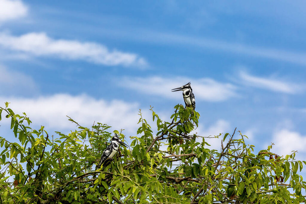 Две африканские женщины-зимородок, Ceryle rudis, сидят на дереве, озеро Эдвард, Национальный парк Королевы Елизаветы, Уганда. Это популярное гнездовье, где птицы гнездятся вокруг озера.. - Фото, изображение