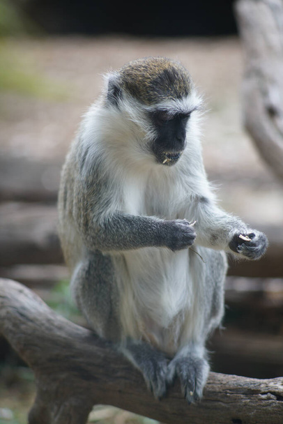 A vertical shot of a vervet monkey sitting on a wooden branch on a blurred background - Foto, afbeelding