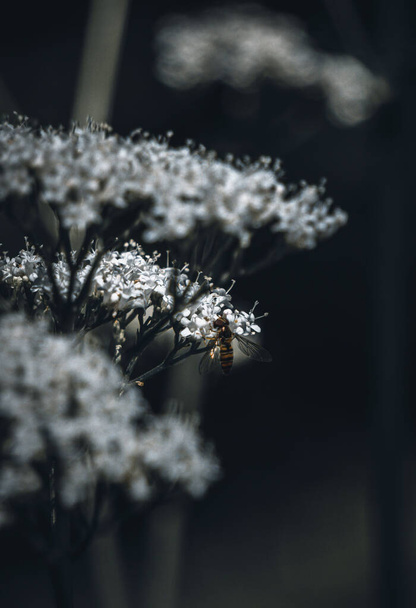 Selektywny strzał ostrości osy na dzikie białe kwiaty - Zdjęcie, obraz