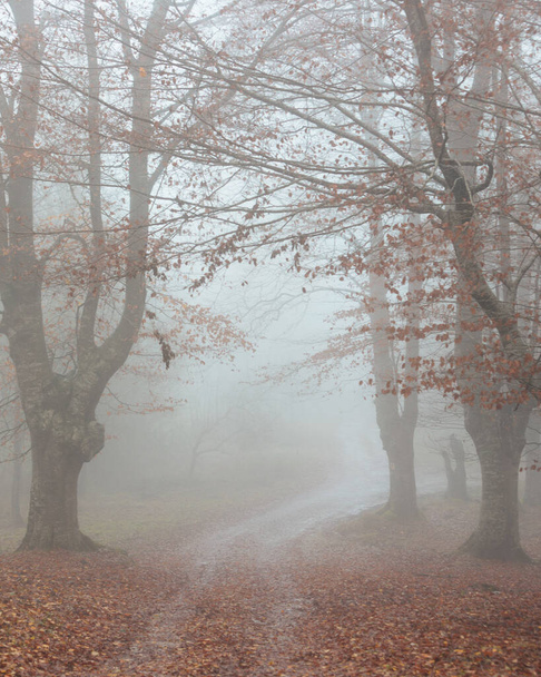 A foggy autumn day in a forest - Photo, Image