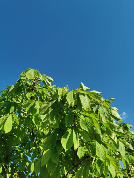A vertical shot of green chestnut tree leaves in blue sky background in sunny weather - Foto, imagen