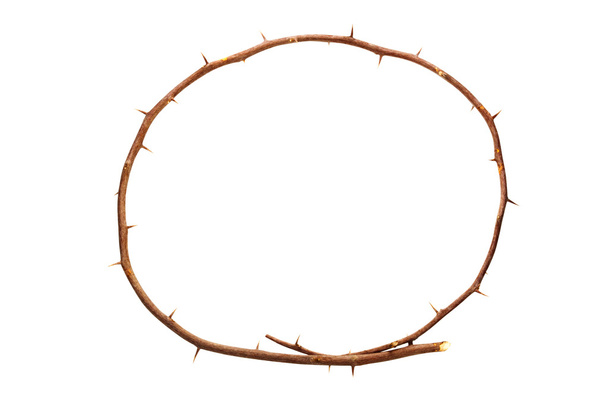 branche brune circulaire avec des épines pointues saillantes
 - Photo, image