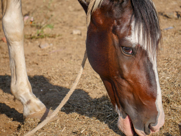 Horse Close up Picture. Indian Horses breed closeup. - Фото, изображение