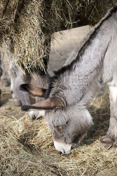 A donkey grazing in the field of new zoo in spring - Photo, image