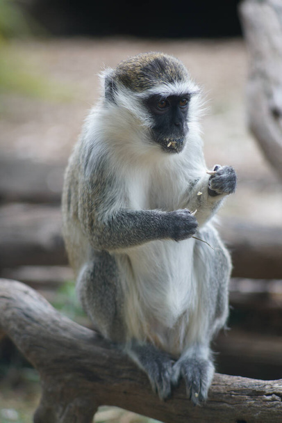 A vertical shot of a vervet monkey sitting on a wooden branch on a blurred background - Zdjęcie, obraz