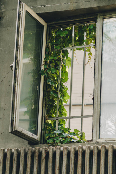 Uma janela aberta com uma planta coberta em uma treliça - Foto, Imagem