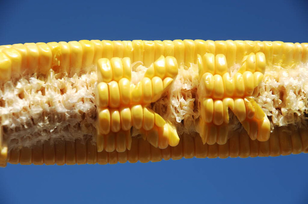 Кукуруза в сельской местности
 - Фото, изображение