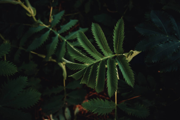 A closeup of dark green leaves of a plant growing outdoors - Fotoğraf, Görsel