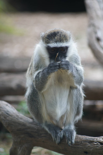 A closeup shot of a monkey in nature - Foto, immagini