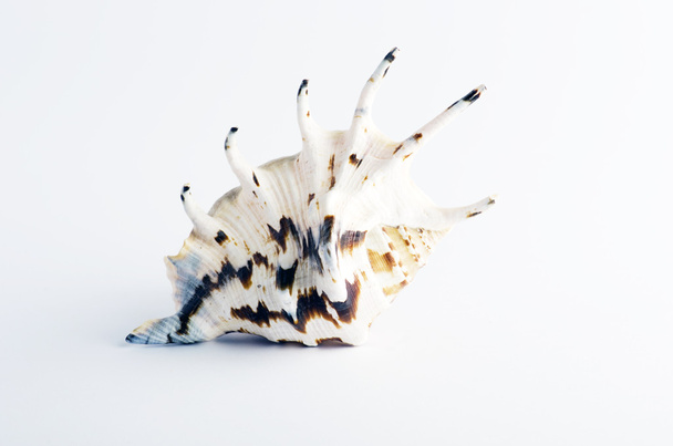 Marine sea shell in a studio setting against a white background  - Photo, Image