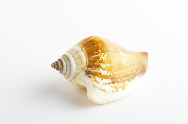 Meeresmuschel in einem Studio vor weißem Hintergrund  - Foto, Bild