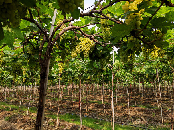 A closeup shot of ripe grapes in the vineyards - Фото, зображення