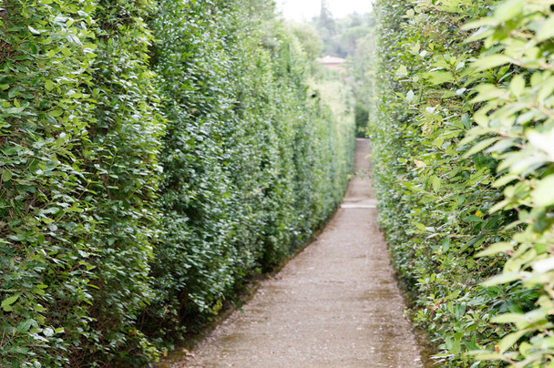 A stone walkway between lush green tall hedge - Foto, Bild