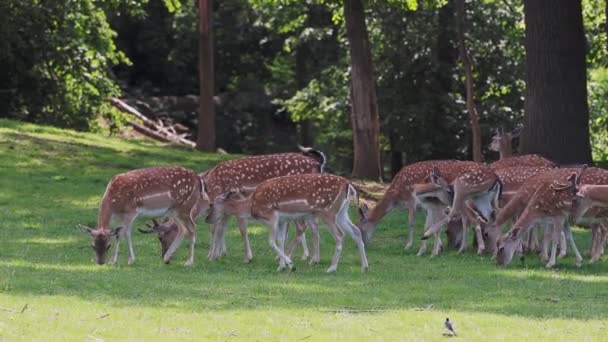 Familia de ciervos en un prado verde en verano (Dama dama) - Imágenes, Vídeo