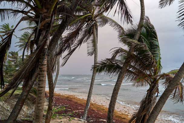 The swaying coconut trees on the beach - Фото, изображение
