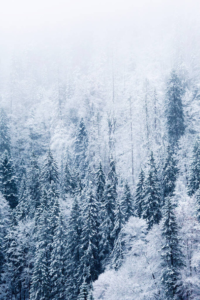 A beautiful view of a winter landscape of a dense forest covered in snow - Photo, image