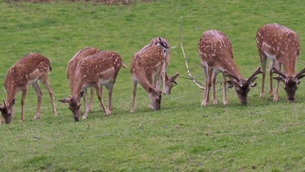 夏に緑の草原で落ちる鹿の家族(ダマ)) - 映像、動画