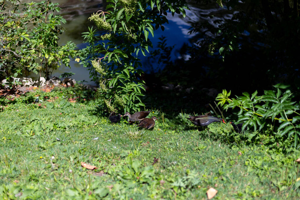 Pássaros. Pássaros. Aves se movendo na grama verde do Parque Retiro, na cidade de Madrid, na Espanha. A Europa. Fotografia horizontal. - Foto, Imagem