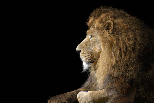 A lion laying on the black background - Foto, Imagem