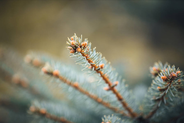 A closeup of blue spruce tree branches in a garden with a blurry background - Foto, immagini