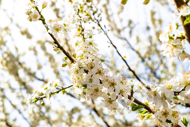 A close-up with spring plum flowers - white flowers of yellow Prunus cerasifera. - Valokuva, kuva