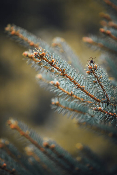 A vertical shot of blue spruce tree branches in a garden with a blurry background - Foto, immagini