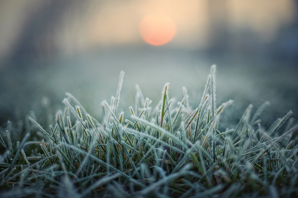 πράσινο γρασίδι με τον παγετό και κόκκινο ήλιο το πρωί - Φωτογραφία, εικόνα